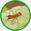 hubení mravenců, likvidace mravenců