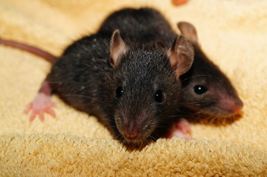 Krysy jsou v našich podmínkách na ústupu