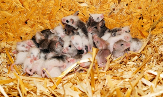 Jak se zbavit myší
